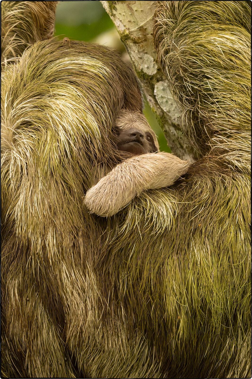 Braunkehl-Faultier (Bradypus variegatus - Brown-throated sloth)