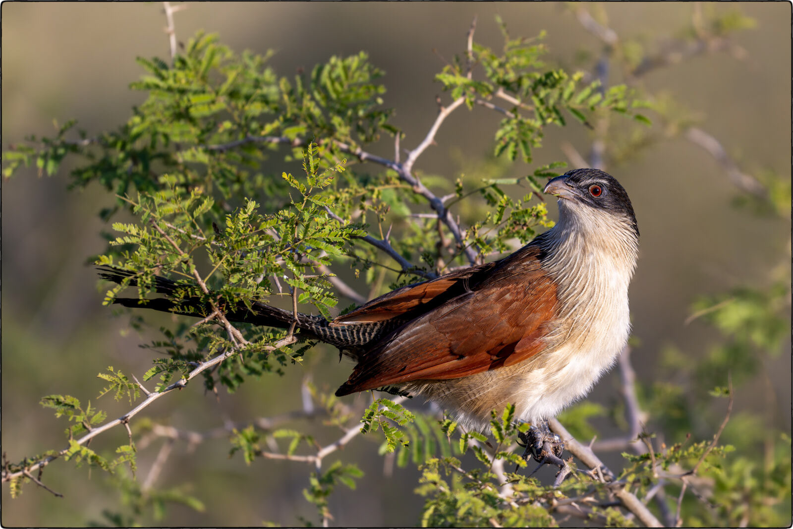 Burchellkuckuck (Centropus burchellii - Burchell's Coucal)
