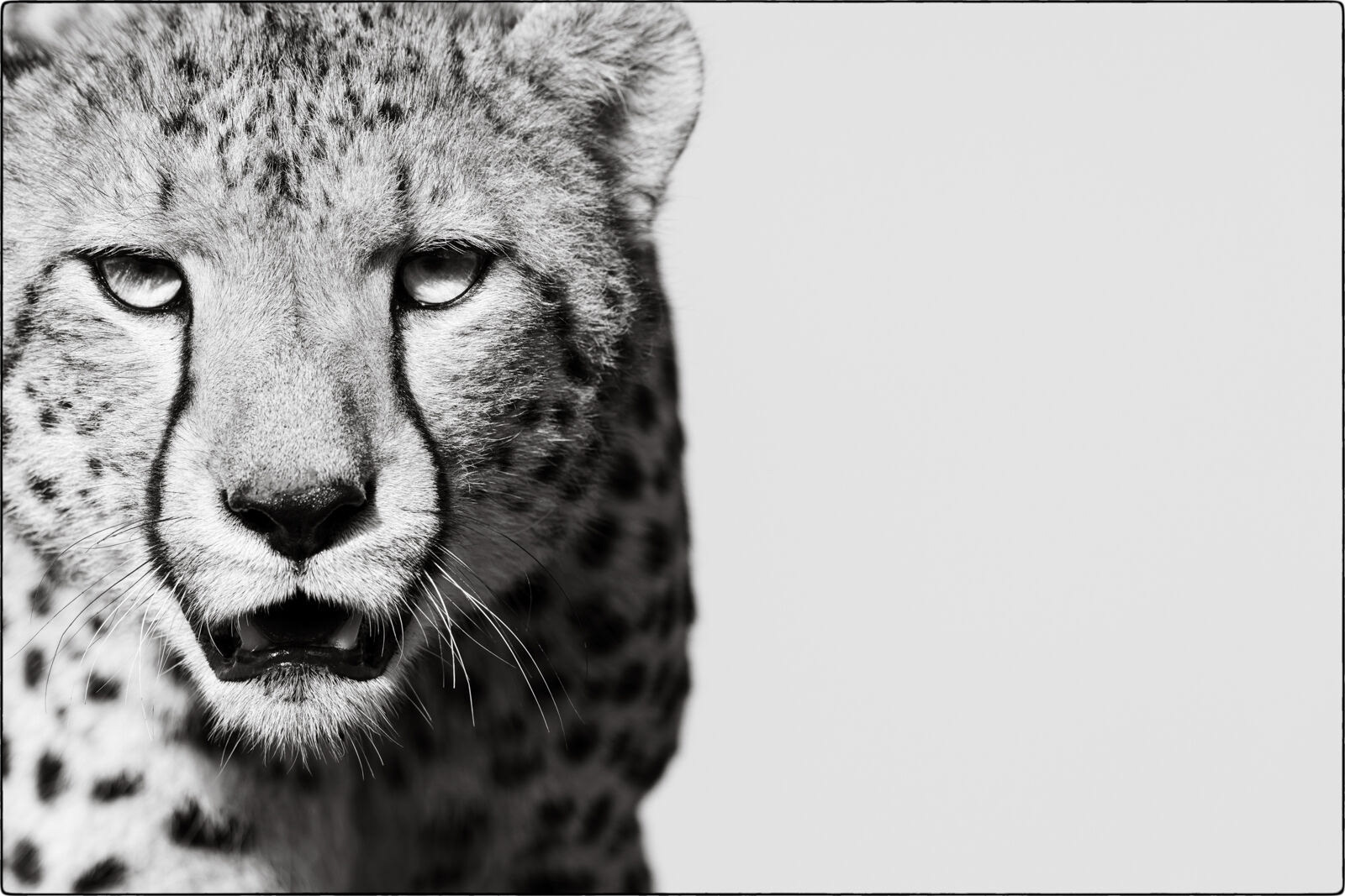 Südostafrikanischer Gepard (Acinonyx jubatus jubatus - Southeast African cheetah)