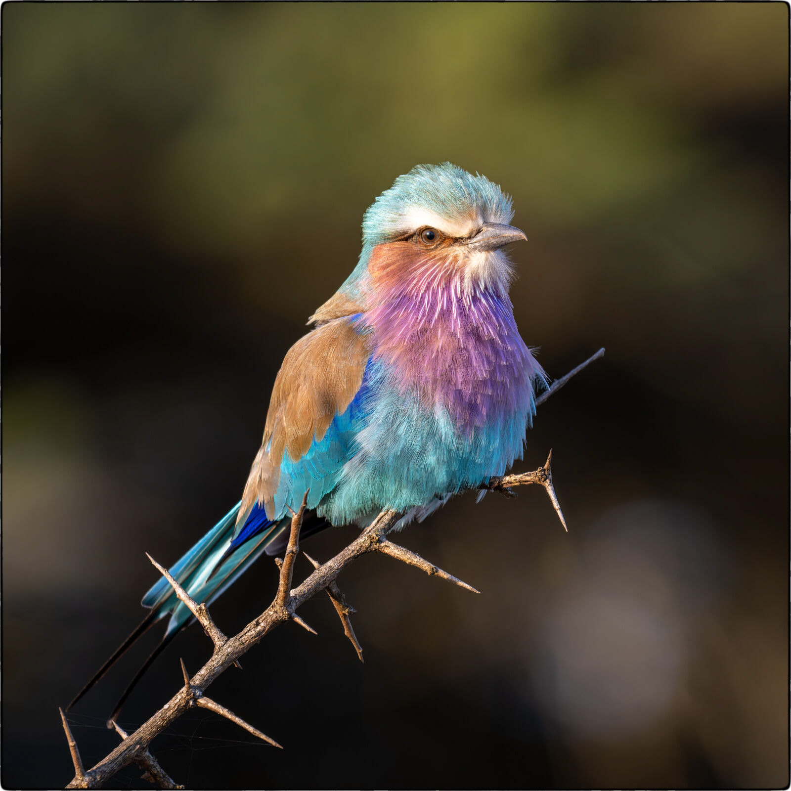 Gabelracke (Coracias caudatus - Lilac-breasted roller)