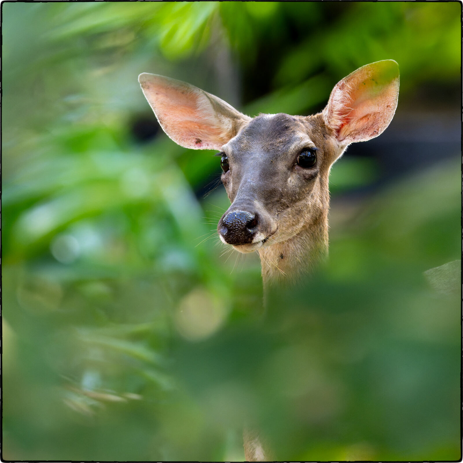 Weisswedelhirsch (Odocoileus virginianus - White-tailed deer) 