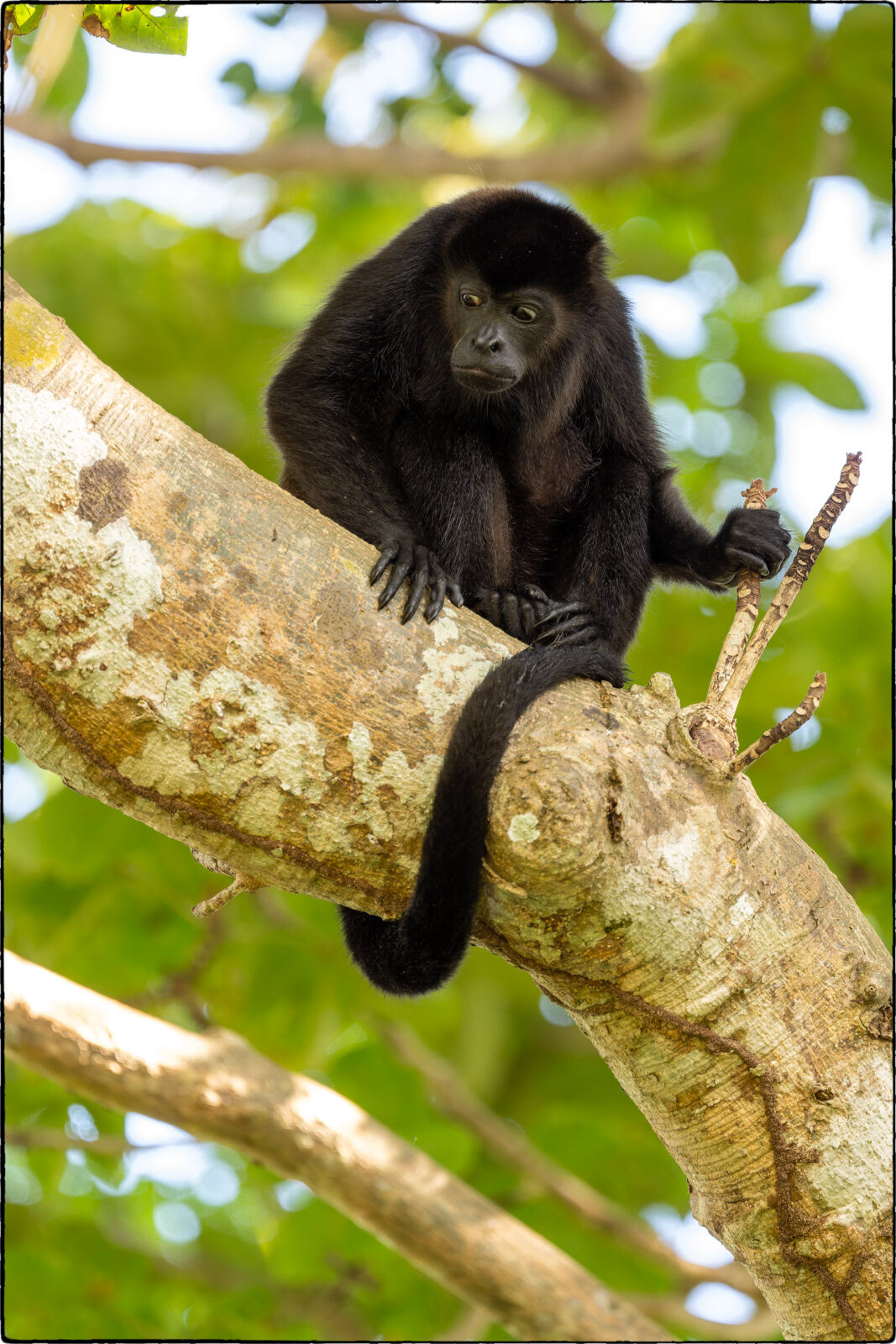 Mantelbrüllaffe (Alouatta palliata - Mantled howler)