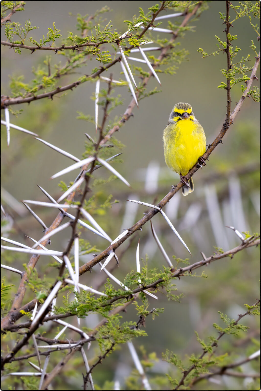 Mosambikgirlitz (Crithagra mozambica - Yellow-fronted canary)