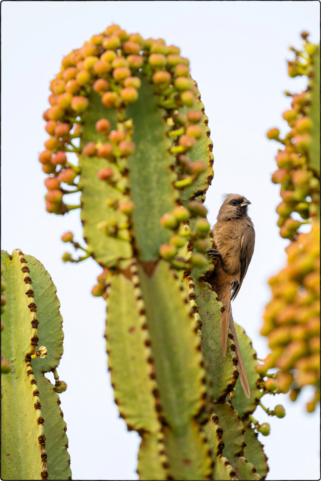 Braunflügel-Mausvogel (Colius striatus - Speckled mousebird)