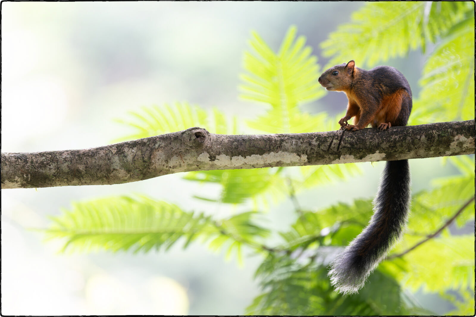 Bunthörnchen (Sciurus variegatoides - Variegated squirrel)