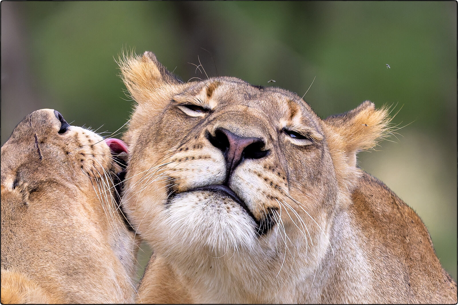 Löwe des südlichen Afrika (Panthera leo melanochaita - Lion of southern Africa)