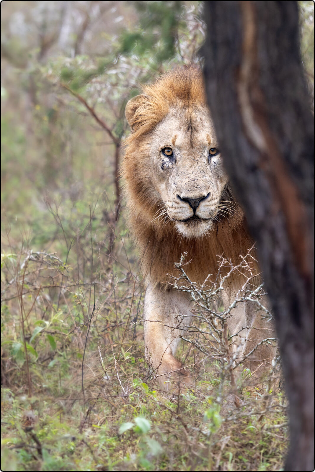 Löwe des südlichen Afrika (Panthera leo melanochaita - Lion of southern Africa)