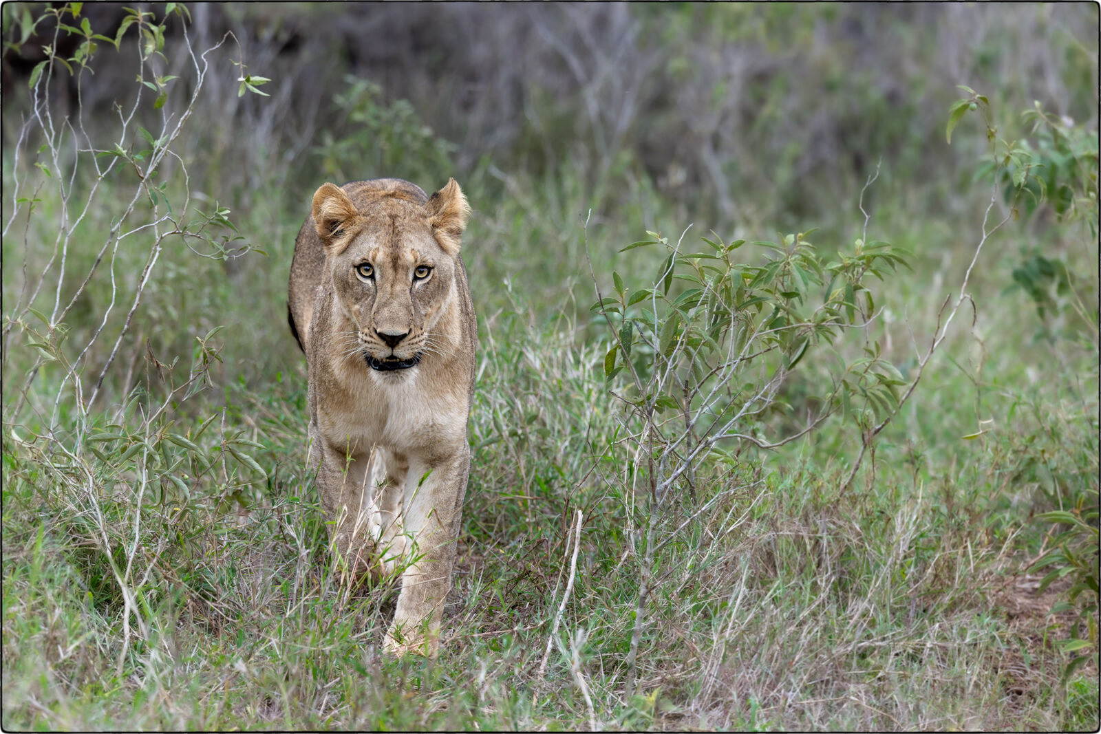 Löwe des südlichen Afrika (Panthera leo melanochaita - Lion of southern Africa)
