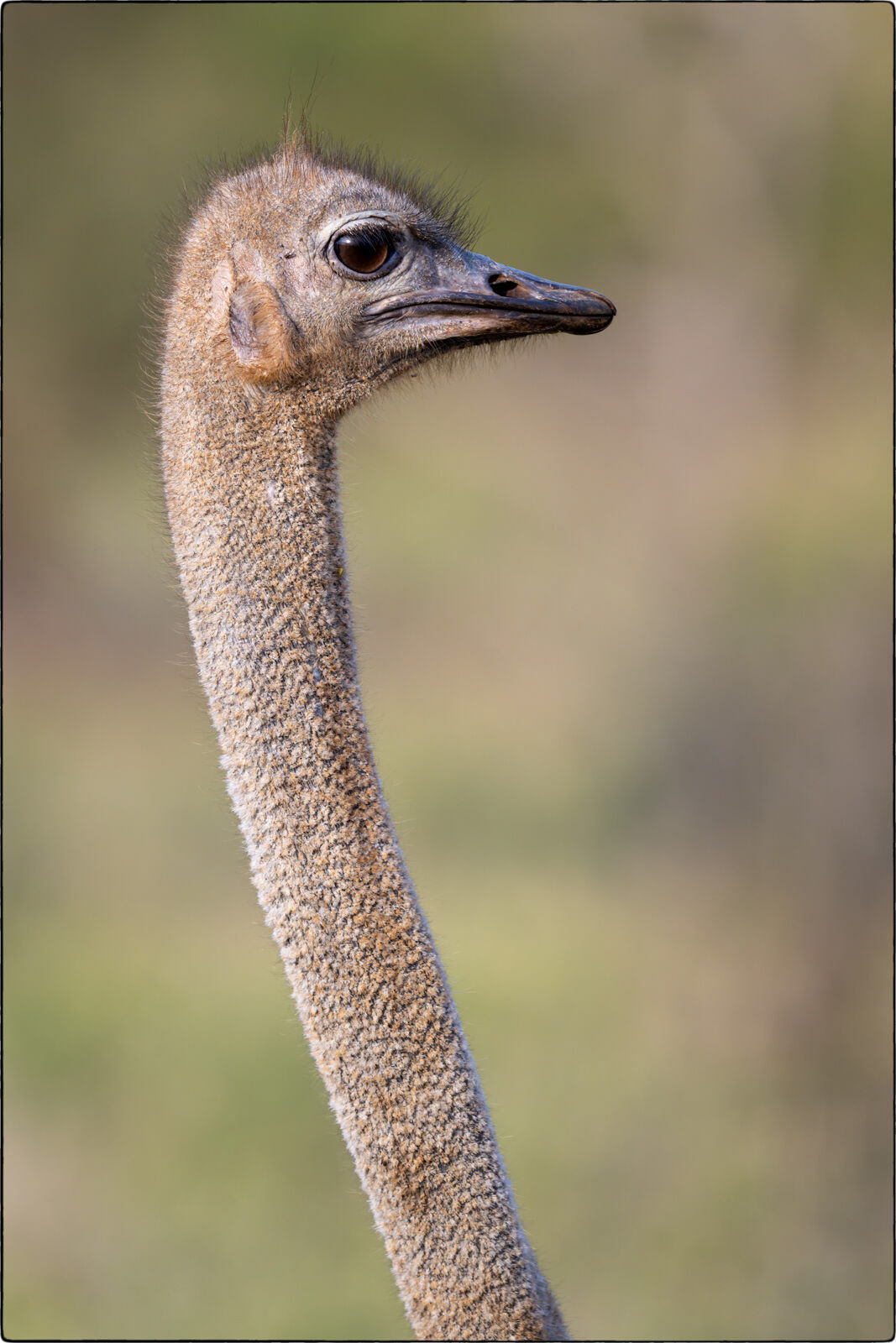 Südafrikanischer Strauss (Struthio camelus australis - South African ostrich)