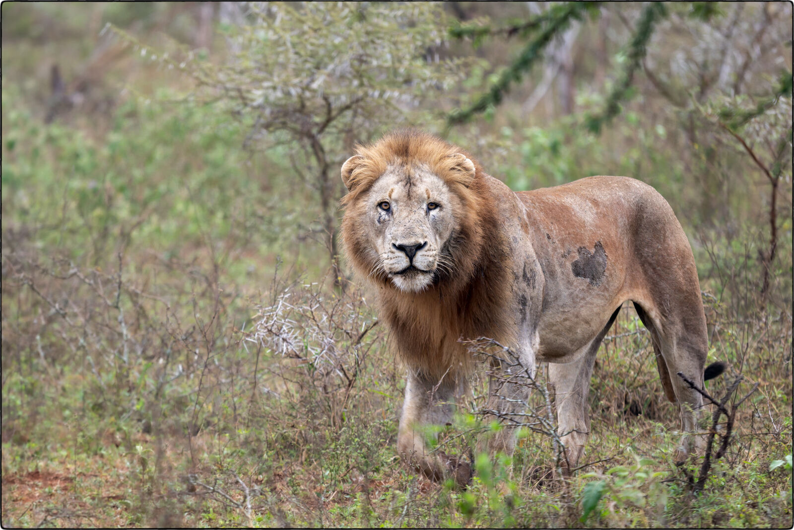 Löwe des südlichen Afrika (Panthera leo melanochaita - Lion of southern Africa)