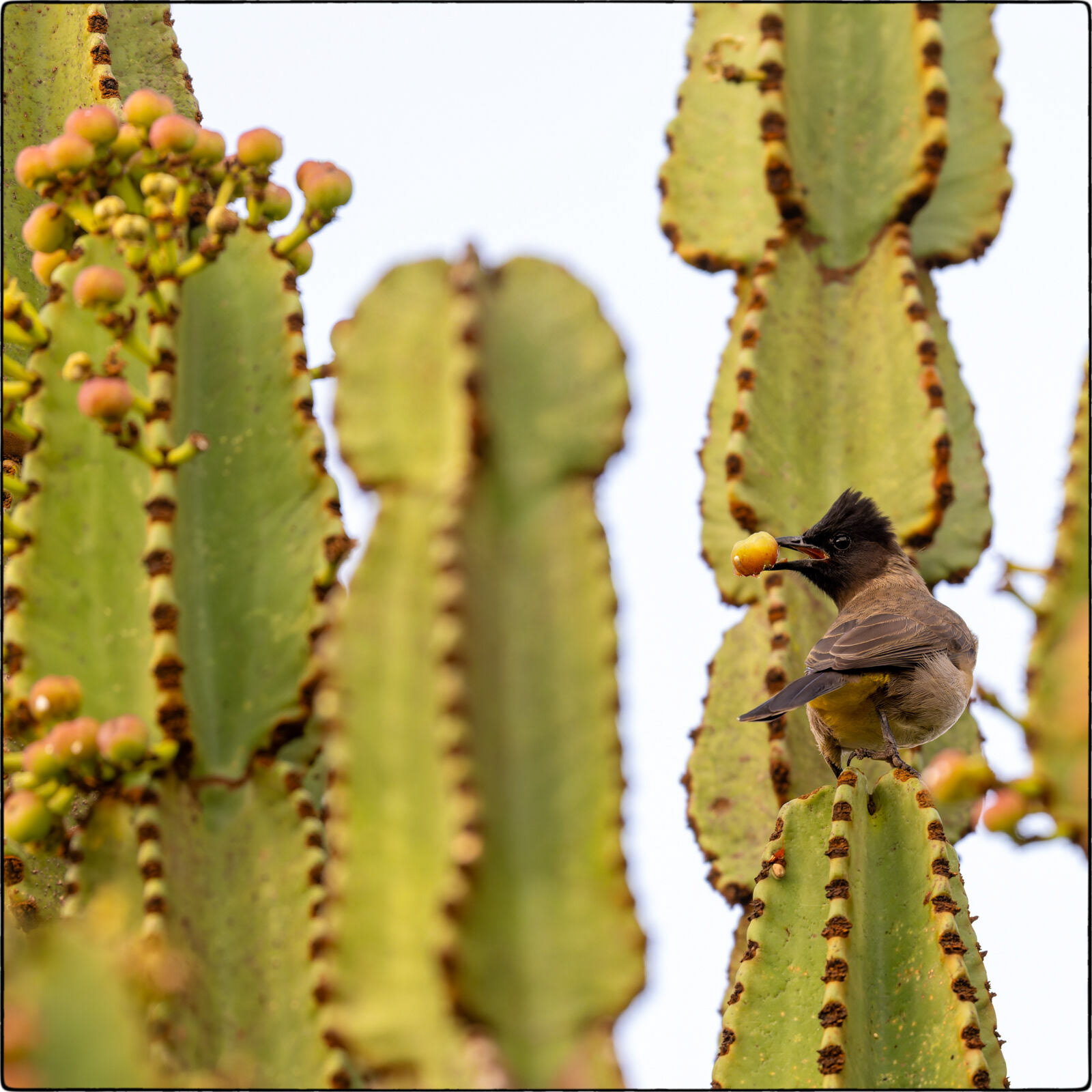 Dreifarbbülbül (Pycnonotus tricolor - Dark-capped bulbul)