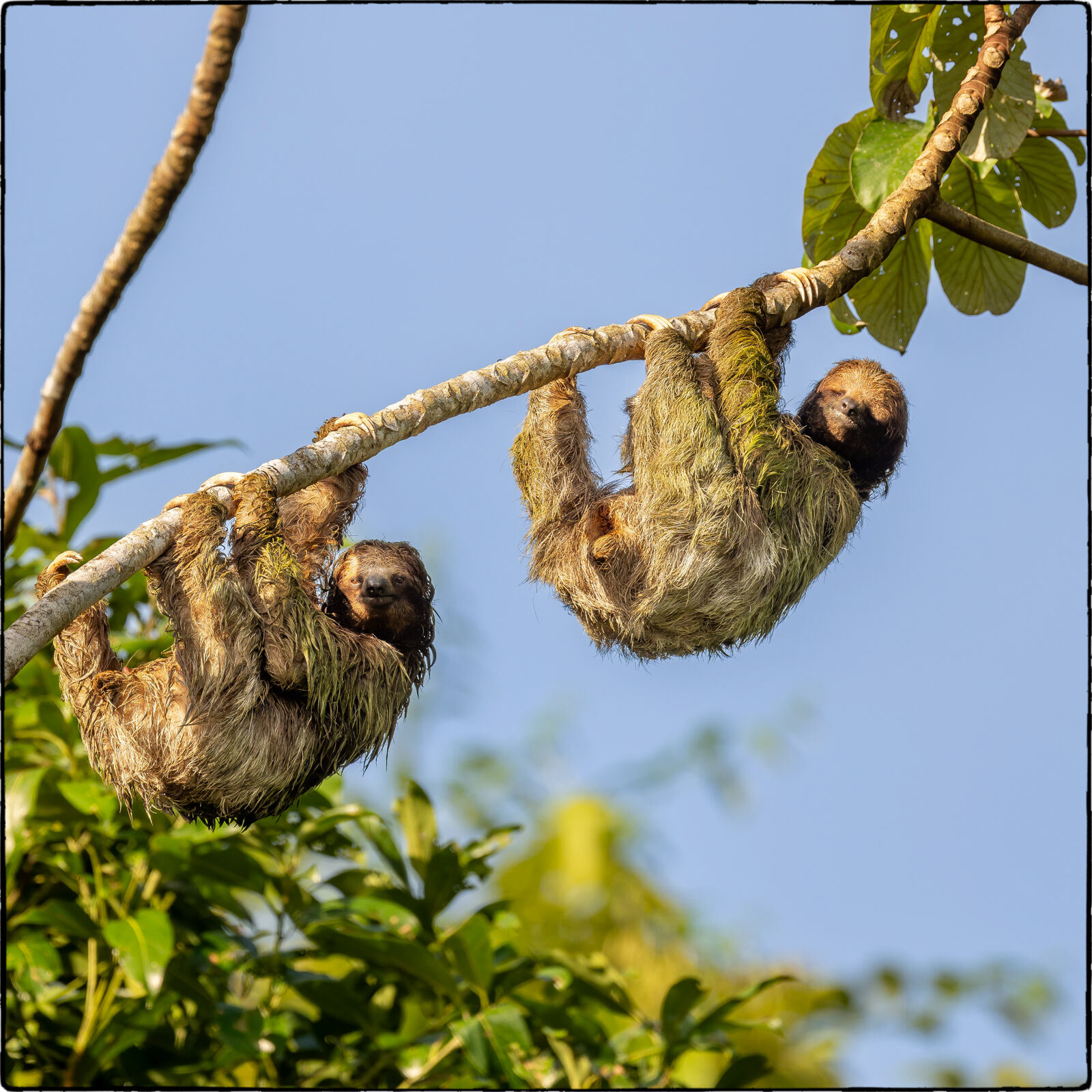 Braunkehl-Faultier (Bradypus variegatus - Brown-throated sloth)