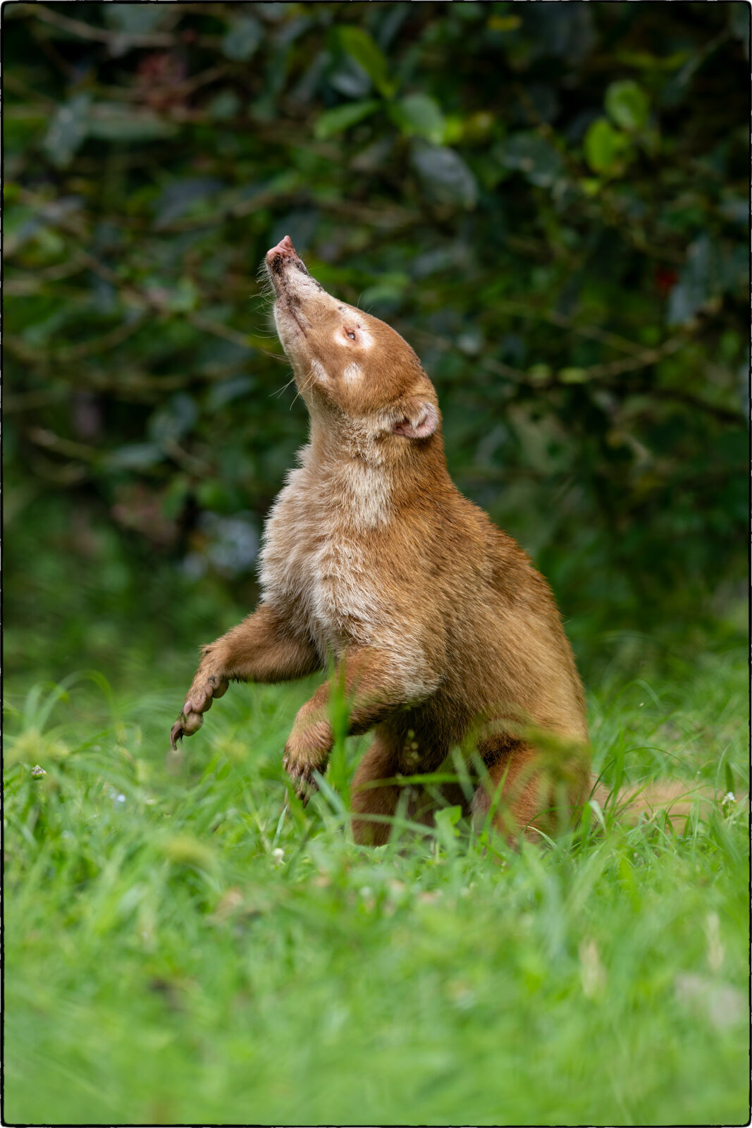 Weissrüssel-Nasenbär (Nasua narica - White-nosed coati) 