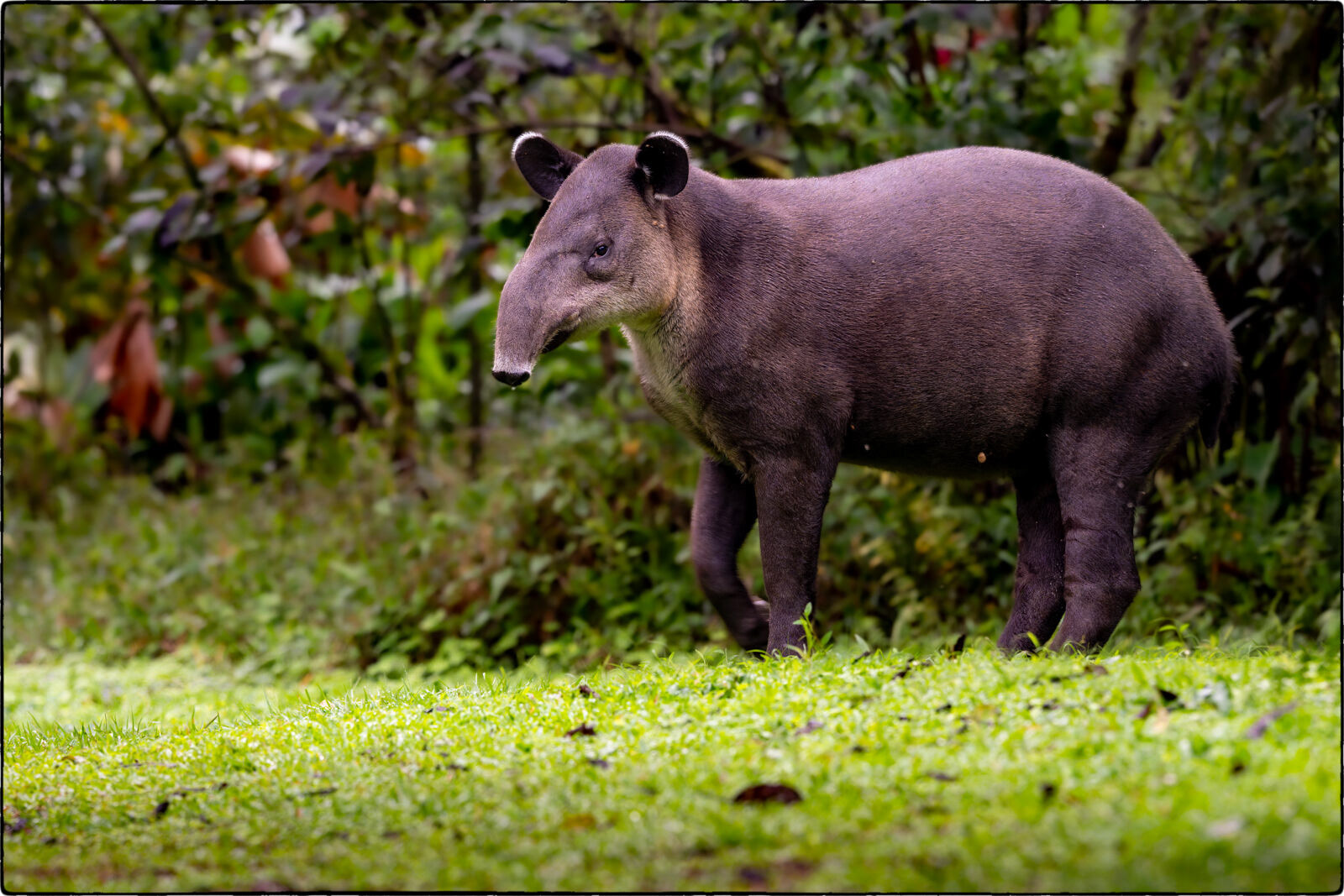 Mittelamerikanischer Tapir (Tapirus bairdii - Baird's tapir) 