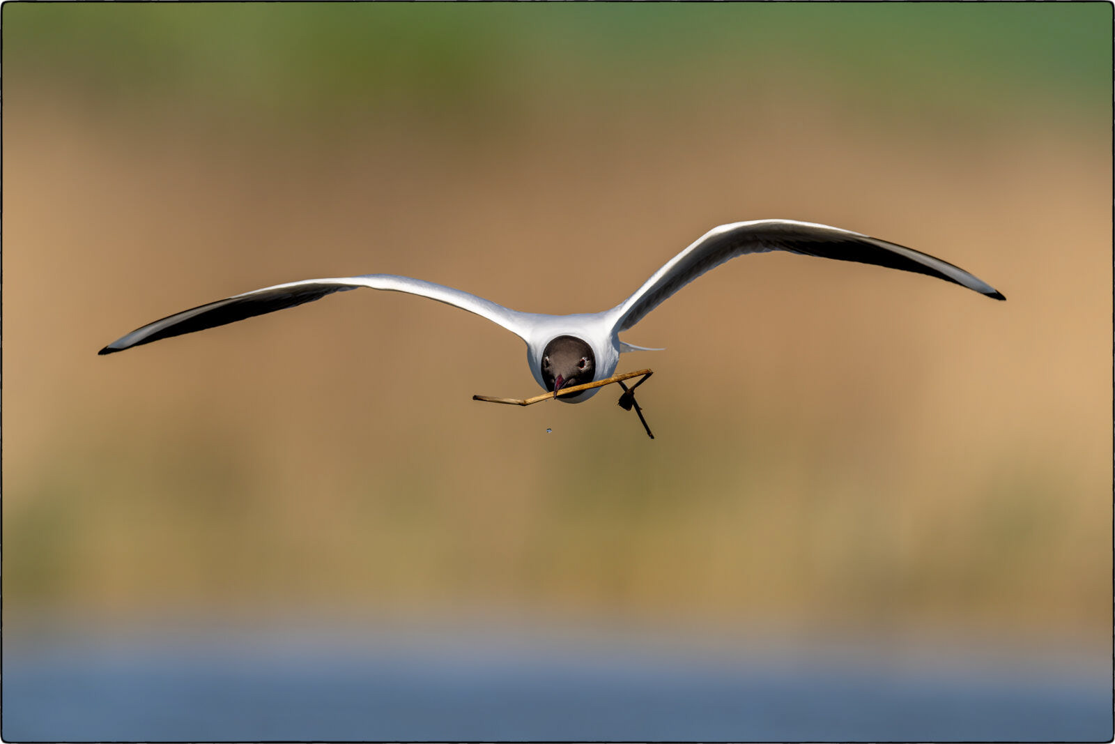 Lachmöwe (Chroicocephalus ridibundus - Black-headed gull)