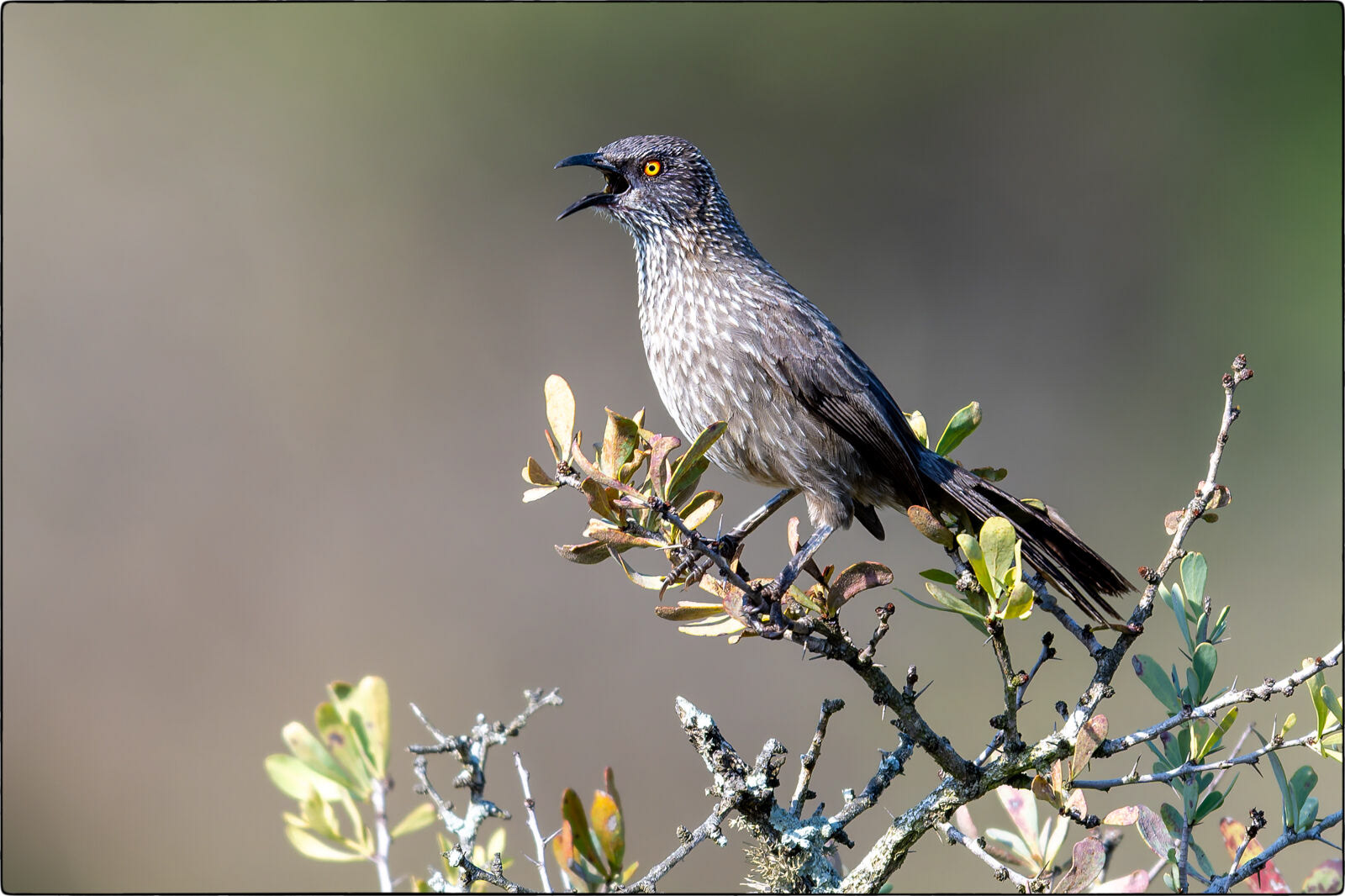 Weissstrichel-Drosselhäherling (Turdoides jardineii - Arrow-marked babbler)