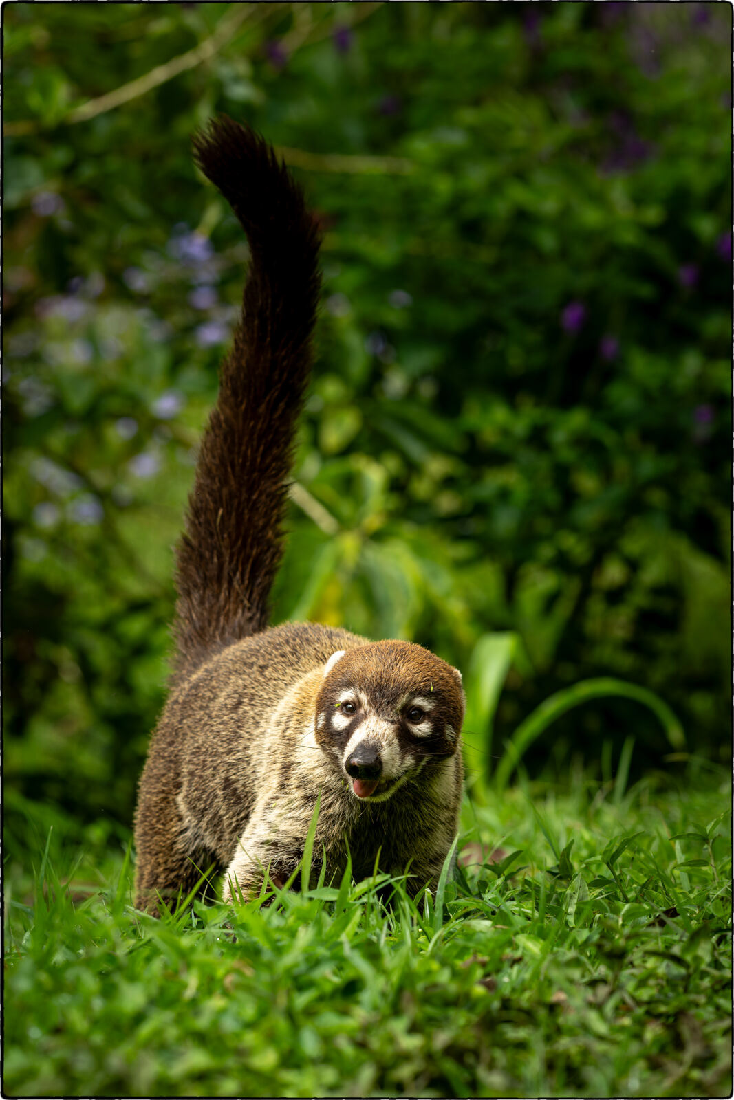 Weissrüssel-Nasenbär (Nasua narica - White-nosed coati) 