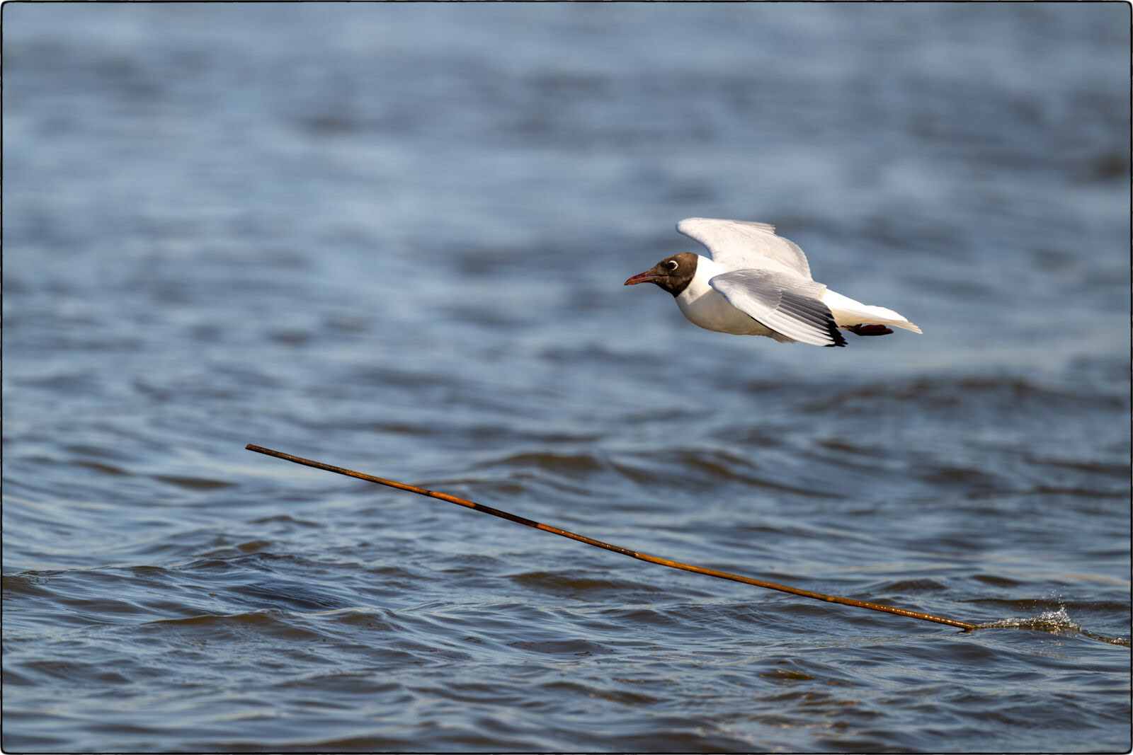 Lachmöwe (Chroicocephalus ridibundus - Black-headed gull)