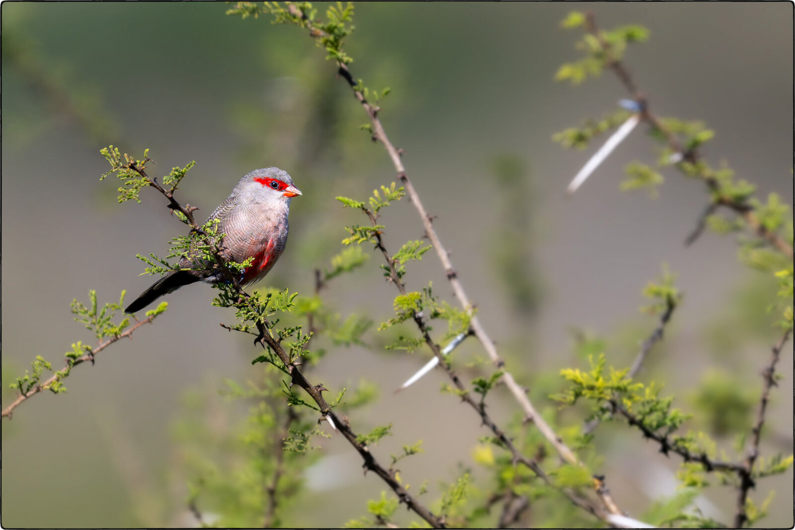 Wellenastrild (Estrilda astrild - Common waxbill)