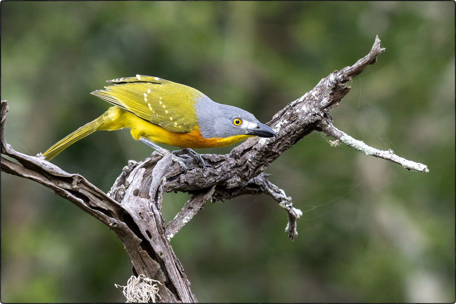 Graukopfwürger (Malaconotus blanchoti - Grey-headed bushshrike)