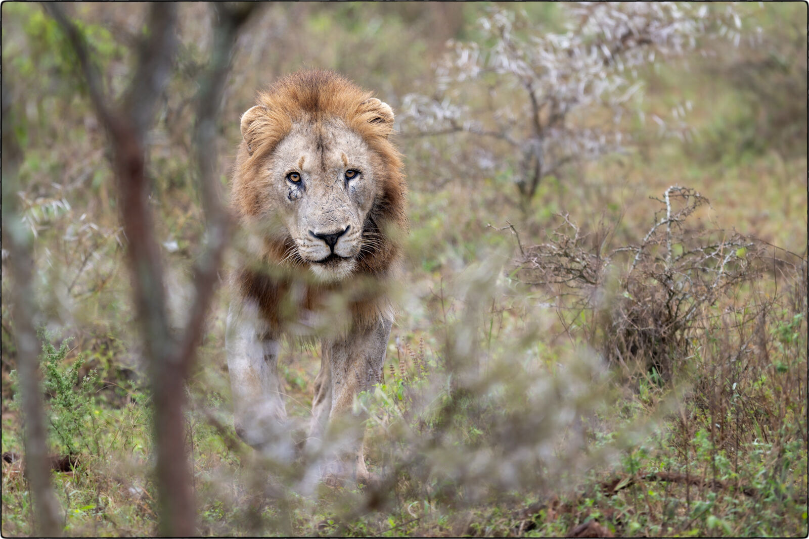 Löwe des südlichen Afrika (Panthera leo melanochaita - Lion of southern Africa)