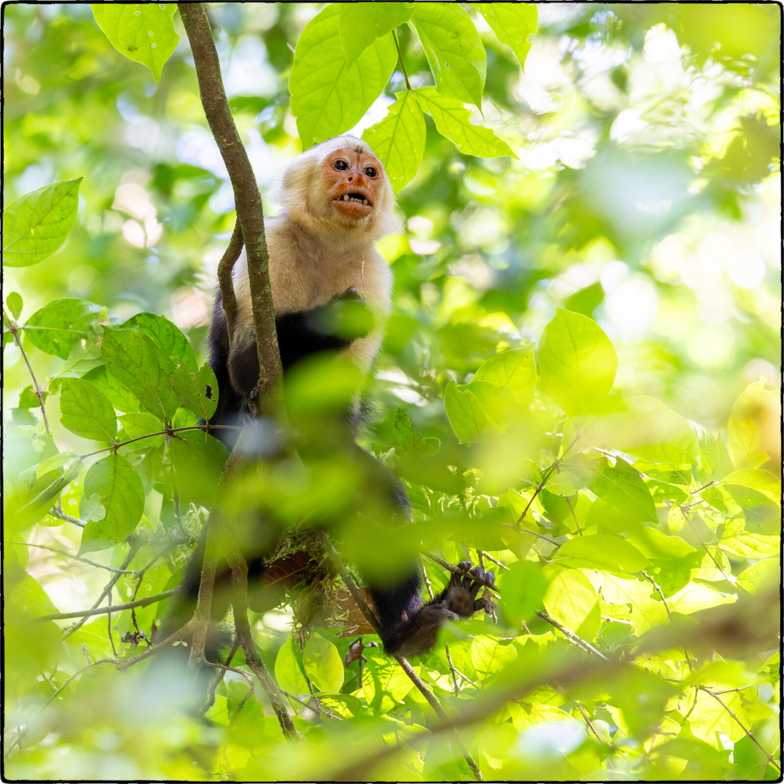 Panama-Kapuzineraffe (Cebus imitator - Panamanian white-faced capuchin) 