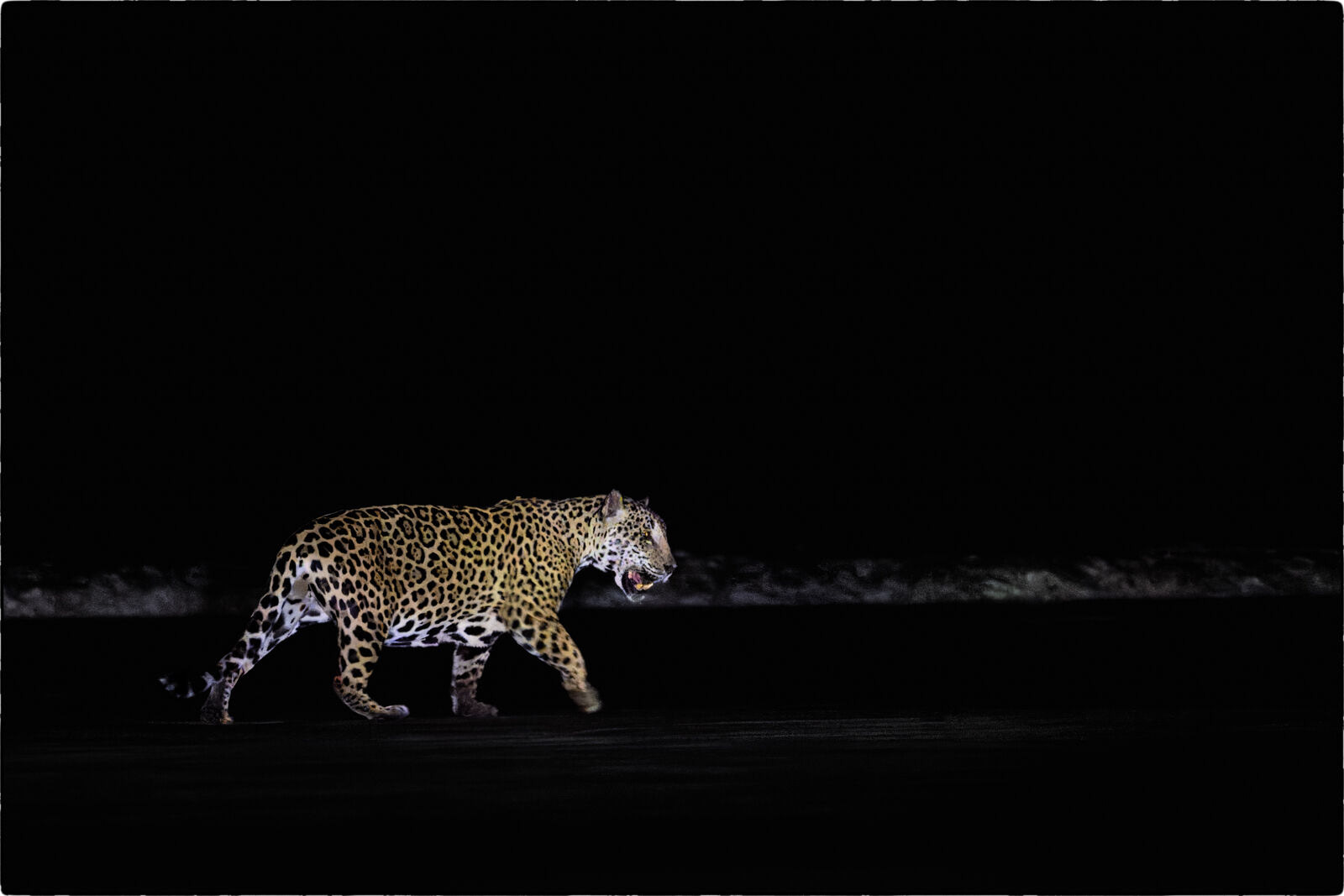 Jaguar (Panthera onca - Jaguar)