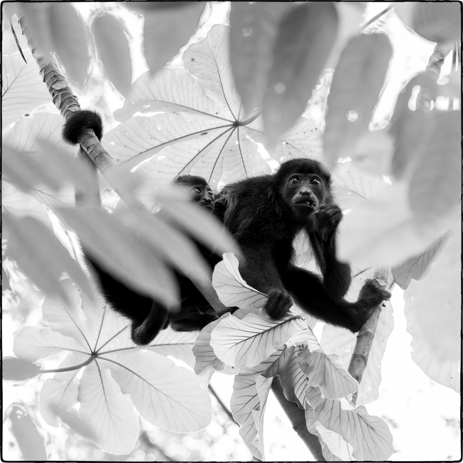 Mantelbrüllaffe (Alouatta palliata - Mantled howler)