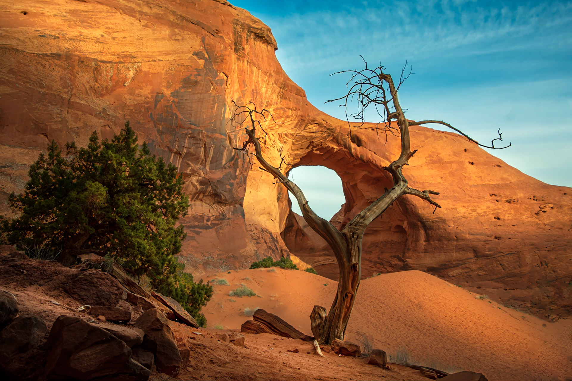 Single Tree Monument Valley