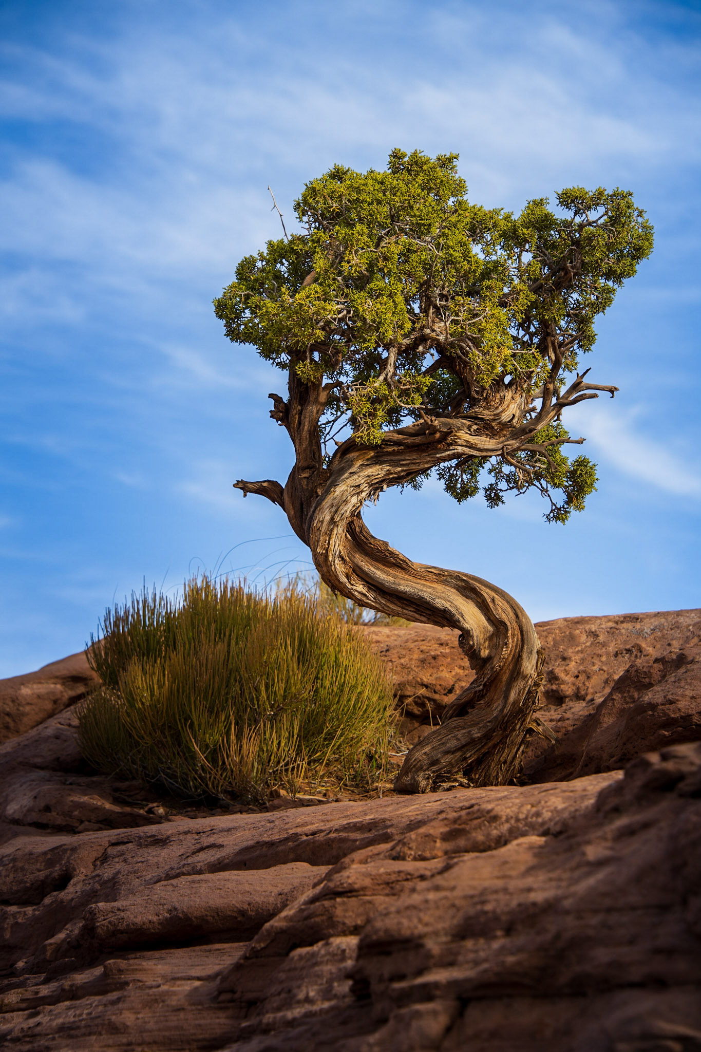 Twisted Tree Dead Horse Point State Park Moab, Utah