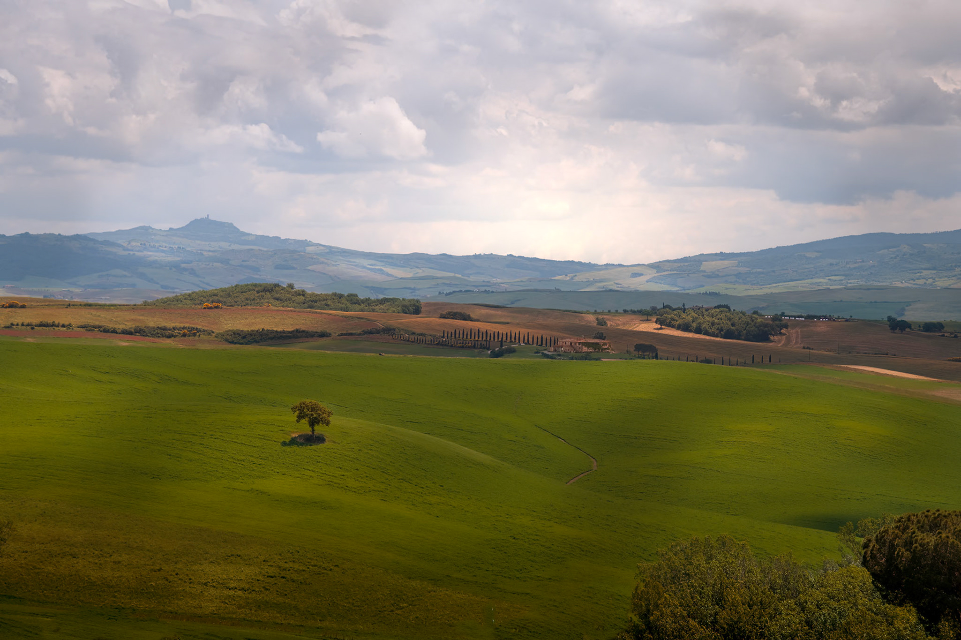 lone Tree Fields of Italy
