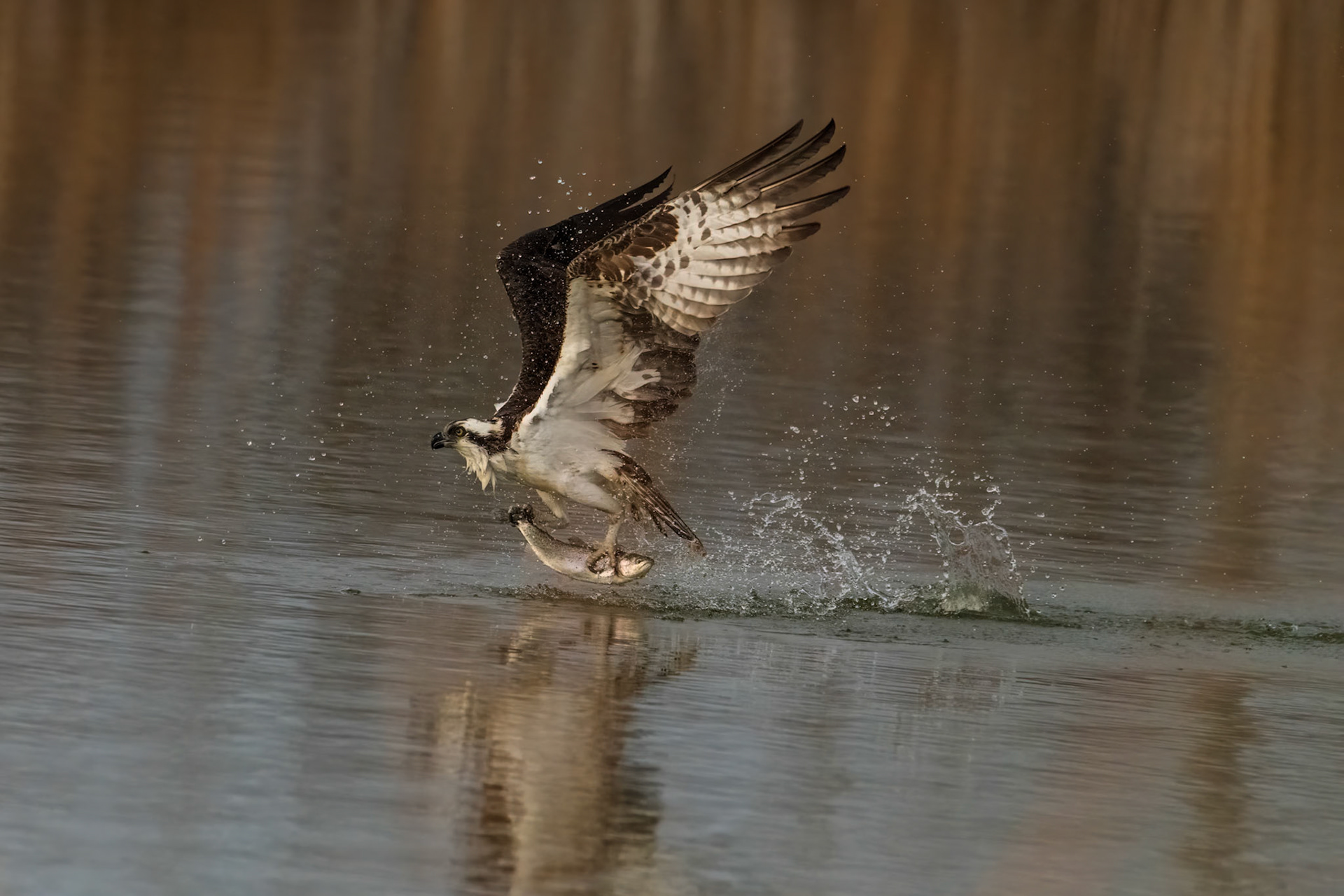 Dinner has a look of "oh no not today"