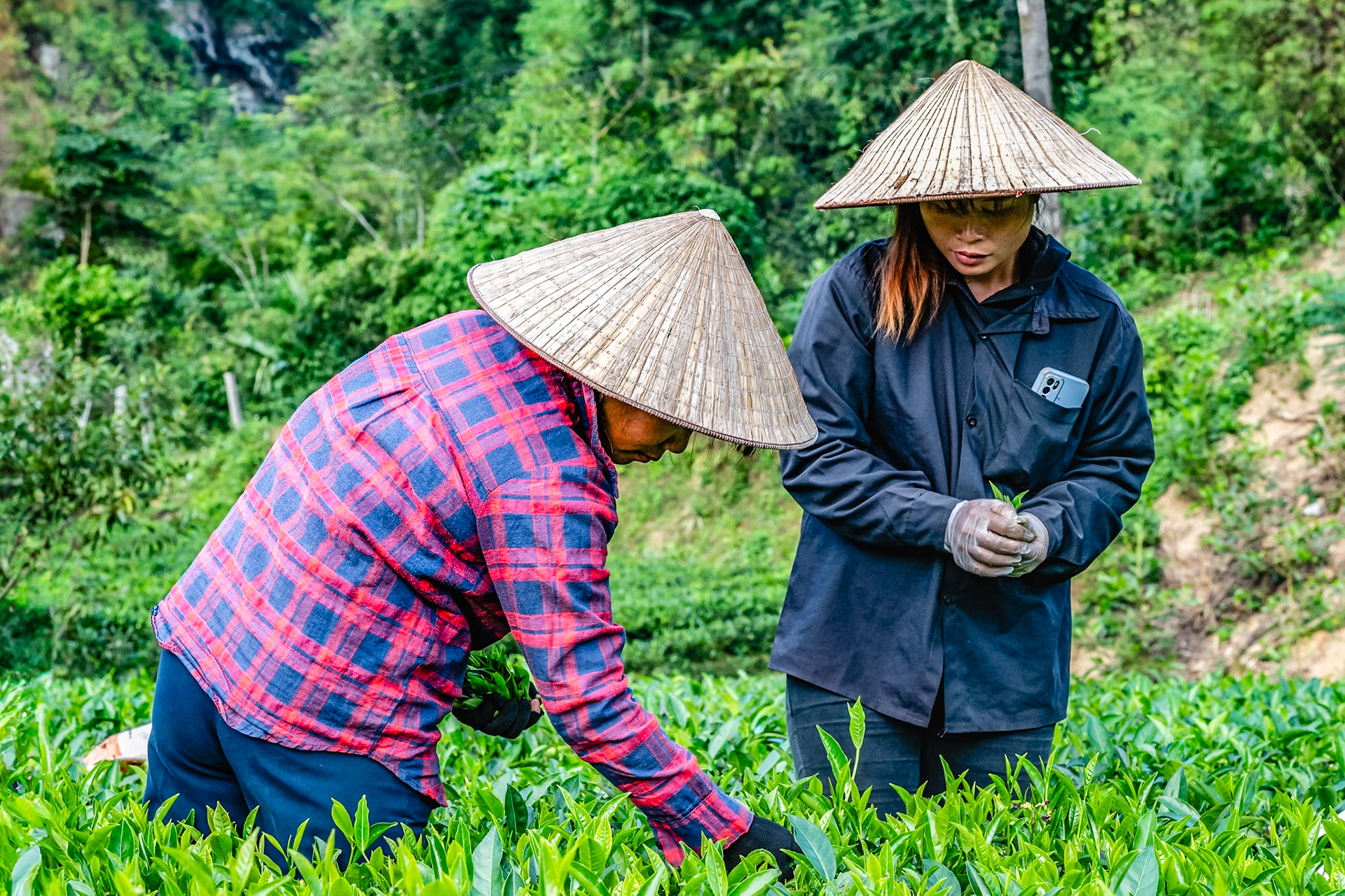 La province de Thái Nguyên côtoie celle de Hanoï, par le Nord. C’est une région montagneuse avec un dénivelé moyen qui concentre la plus grande production de thés verts au Vietnam. Les thés de Thái Nguyên sont ainsi très prisés dans le pays, notamment par les plus grands maîtres. Ces jeunes femmes avec leurs chapeaux caractéristiques récoltent les jeunes pousses.