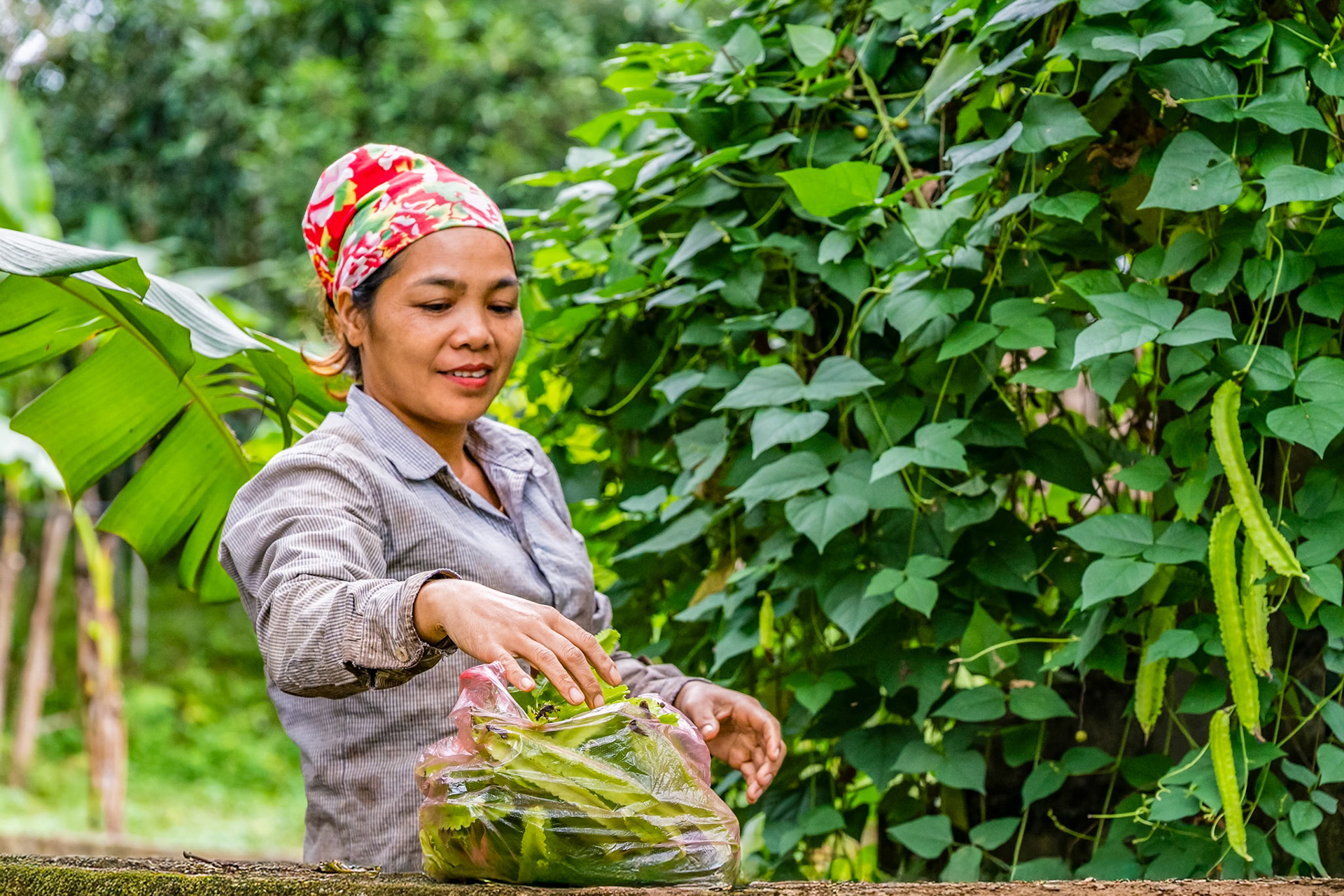 Je randonne près de la frontière chinoise, dans les montagnes du Nord du Vietnam et je croise cette femme en train de récolter des Haricots Dragon. Aussi appelé Haricot Ailé, il a la particularité d'être consommable de A à Z : les jeunes gousses, les fleurs, les graines au goût d'asperges, les jeunes feuilles et les racines au goût de noisettes. De quoi nourrir la famille !