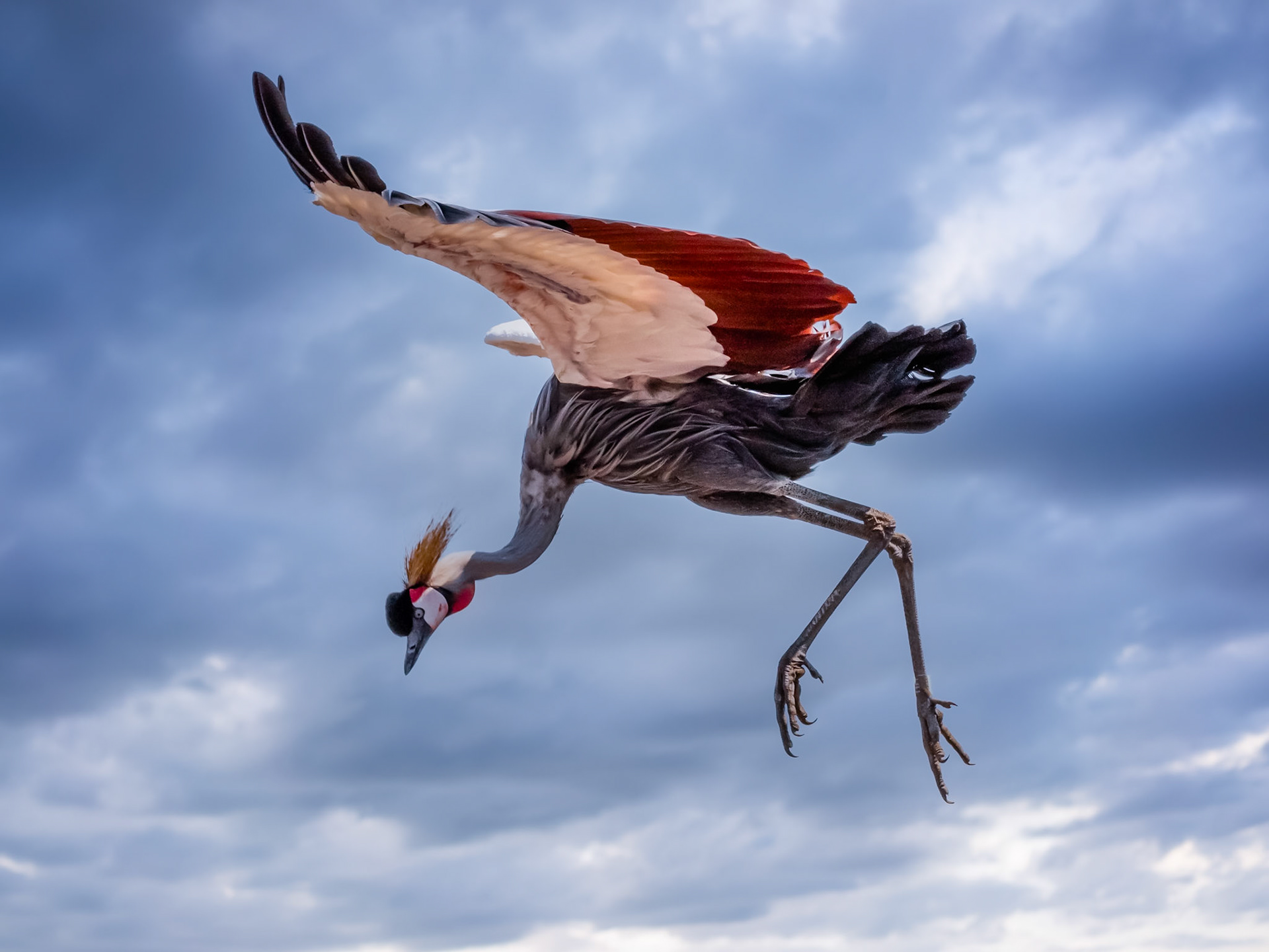 La Grue royale (Balearica regulorum) est une espèce de grands échassiers de la famille des Gruidae. Elle vit dans les savanes sèches d'Afrique subsaharienne, mais elle niche dans des habitats un peu plus humides, et est également présente dans des régions herbeuses ou cultivées à proximité de lacs ou rivières comme au Kenya, en Ouganda ou au Rwanda. Elle ne migre pas.La grue royale mesure environ 1 m de haut pour un poids de 3,5 kg et une envergure de 2 m. Le plumage est principalement gris avec des ailes blanches dont quelques plumes sont plus colorées.La tête est noire surmontée d'un panache de plumes dorées et les joues sont blanches avec une tache rouge sur le dessus. Elle possède un sac gulaire rouge extensible. Son cou est gris1. Elle est perchée sur de longues pattes gris foncé aux larges pieds qui lui assurent un bon équilibre.On la différencie de la grue couronnée dont le cou est noirâtre avec un sac gulaire beaucoup plus petit, et chez laquelle la joue est blanche en haut et rose en bas.