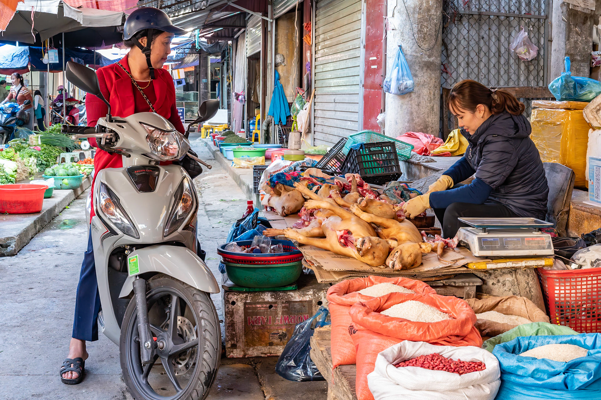 Au marché d'Ha Giang, une ville tout au Nord du Vietnam, je suis surpris à la fois par les mobylettes qui circulent à l'intérieur des halls couverts et par ce qui est proposé à la vente sur cet étal : des chiens jaunes !Tout cela bouscule mes codes habituels, je suis dans une autre monde !