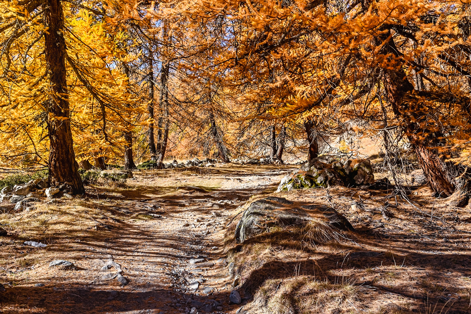 Comme chez les feuillus, mes aiguilles jaunissent, rougissent et brunissent avant de tomber. Et je suis le seul conifère d'Europe à le faire !Mon nom français est originaire du Dauphinois et vient du mot "mel", le miel.Je suis un arbre de montagne qui pousse entre 1200 et 2400 m d'altitude. En dessous de 1400 m, je suis souvent accompagné du Pin sylvestre, tandis que le Pin cembro me tient compagnie au-dessus de 2000 m.En moyenne montagne, je me plais à décorer le versant Nord, l'ubac, tandis qu'en haute montagne, pas de distinction, je pousse sur les deux versants.