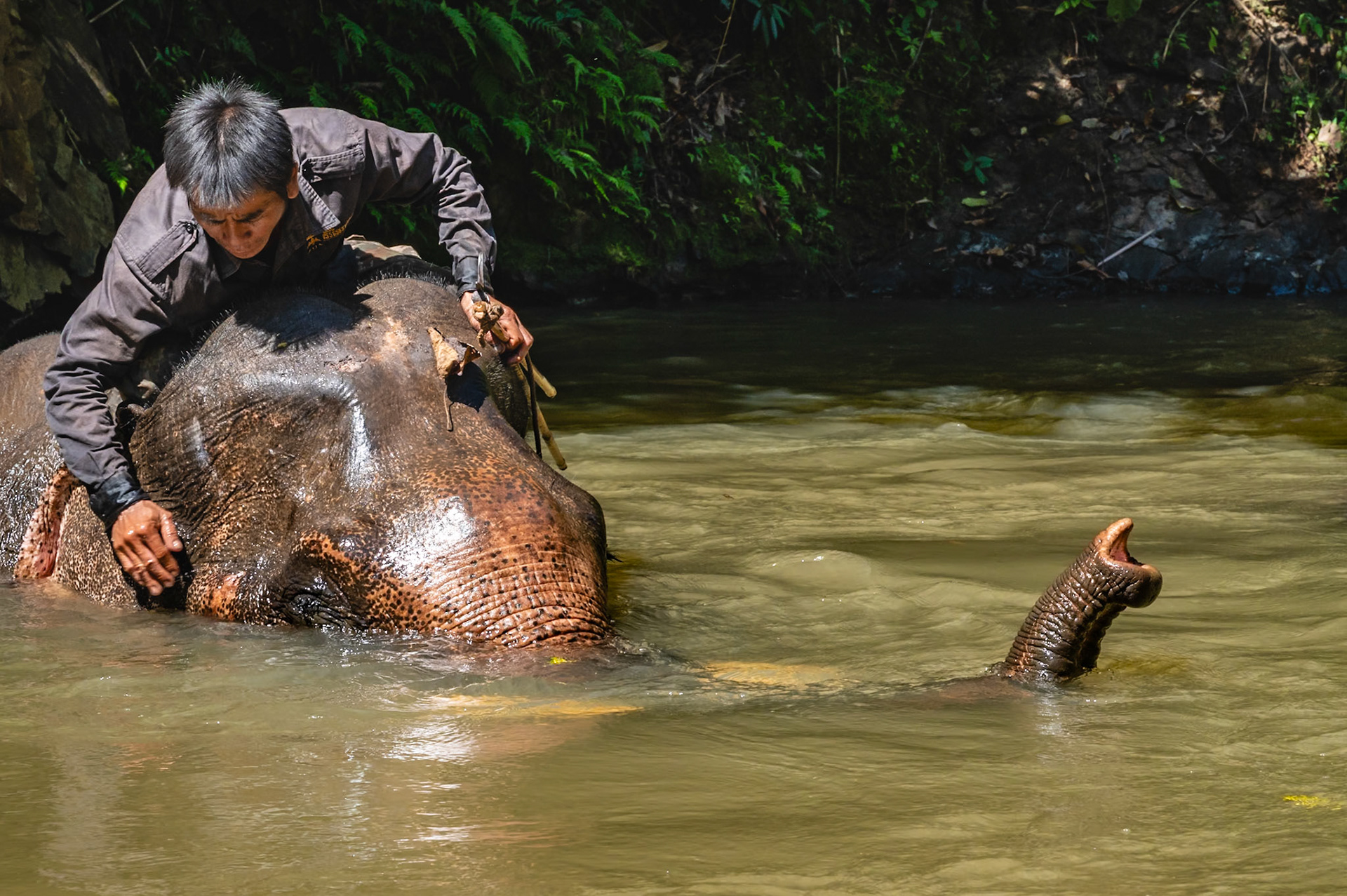 Je suis dans la province de Ratanakiri dans le Nord Est du Cambodge. Je descends vers la rivière au milieu des éléphants guidés par leur cornac, ils sont gracieux et fluides dans leur déplacement, c'est assez étonnant vu la masse à déplacer. Arrivés à la rivière, les éléphants prennent plaisir à entrer dans l'eau et à s'immerger complètement, seul le bout de la trompe dépasse hors de l'eau. Le cornac les nettoie ; c'est magique !