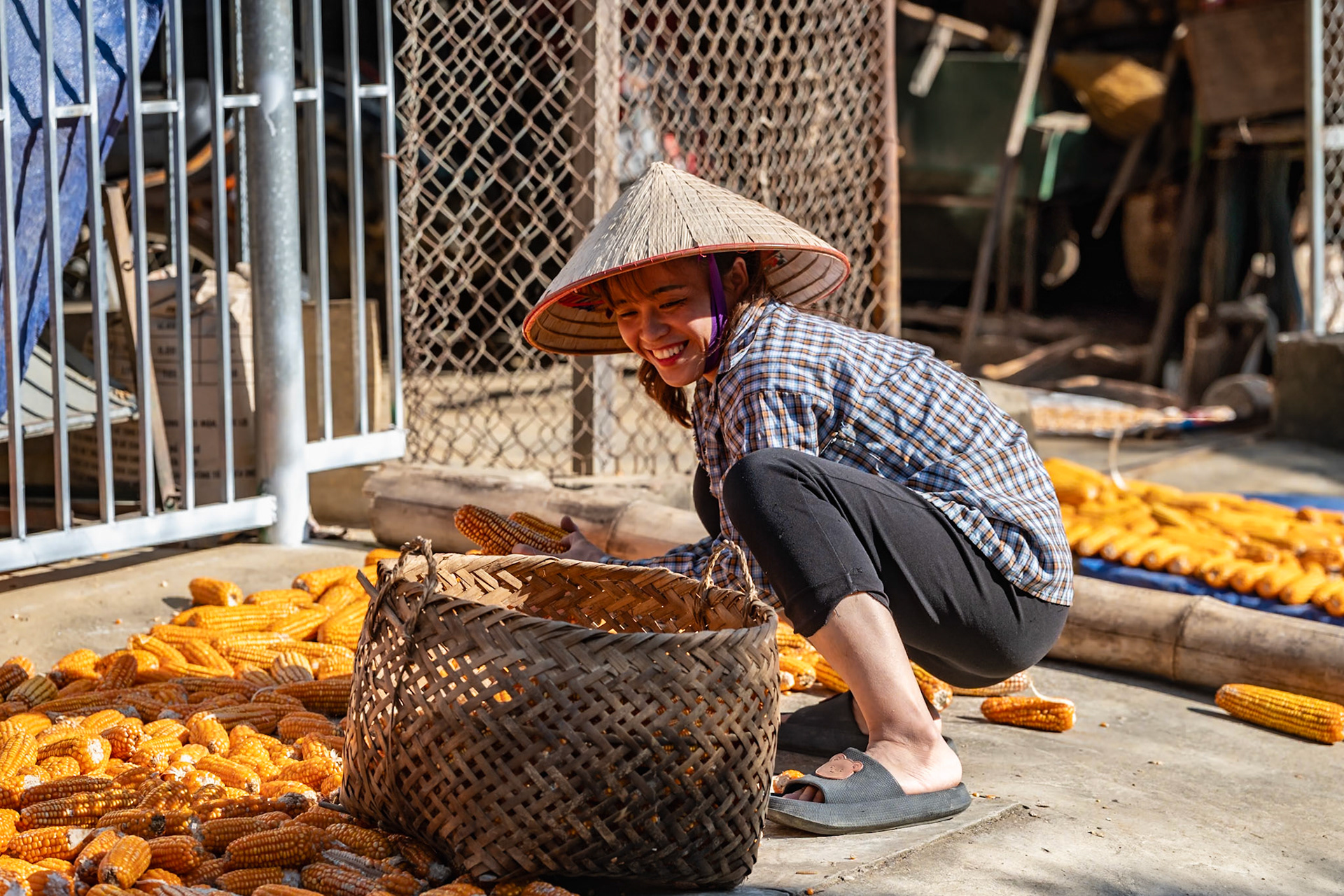 Ma randonnée traverse le village de Da Vi, près de la réserve du lac de Ba Be au Nord Est du Vietnam. Tous les trottoirs et la moitié des rues du village sont recouverts d'épis de maïs pour les faire sécher au soleil. Cela donne une tonalité jaune toute particulière et joyeuse à cette localité perdue au milieu de nulle part. Nhung, toute souriante, est devant sa maison et étale ses épis.