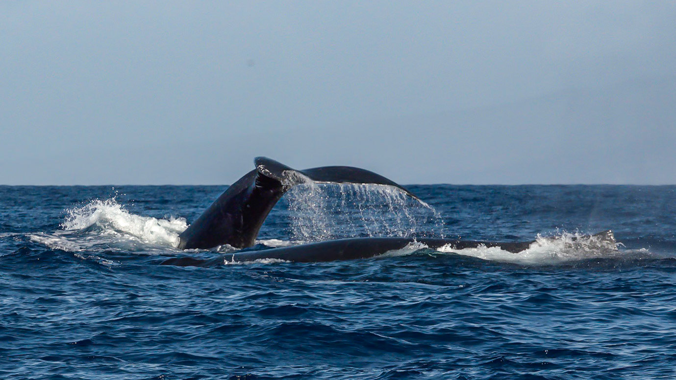 Competitive Male Diving to Duel Underwater