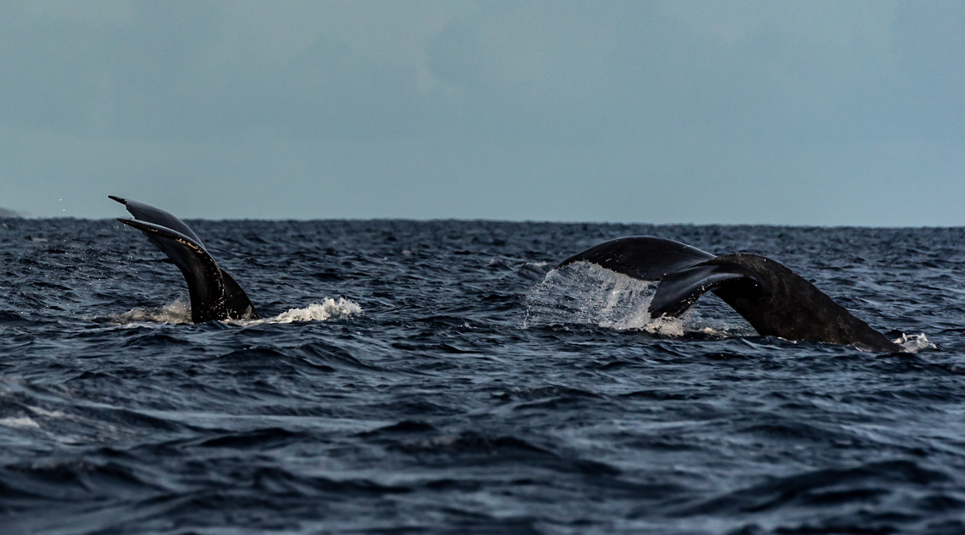 Part of the male competition group