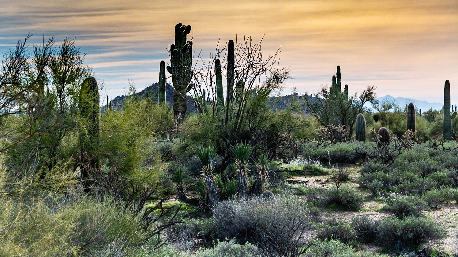 The Golden Hour in the Desert