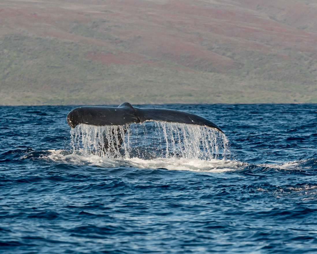 The "money shot" of diving whale