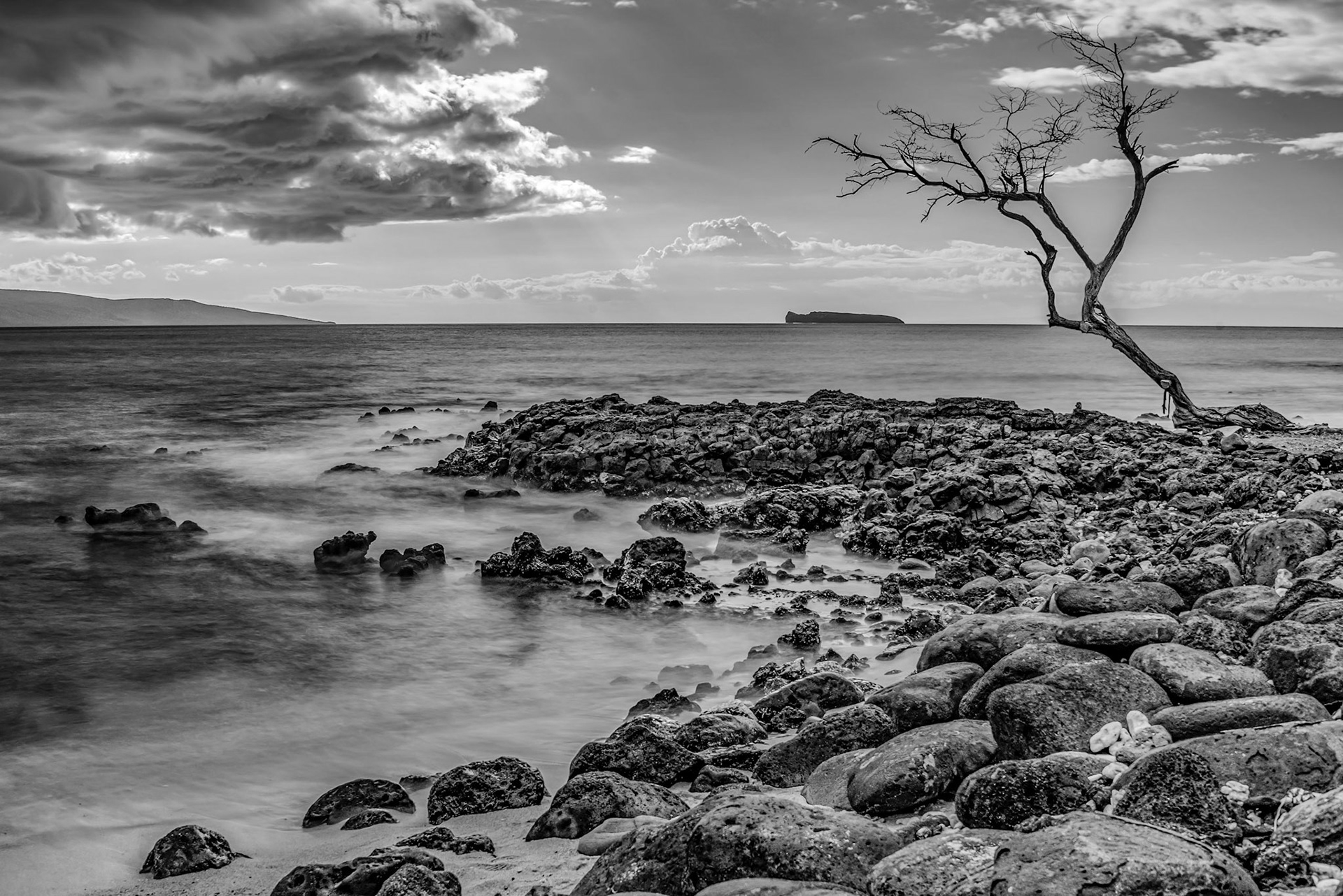 Lone Derelict Tree