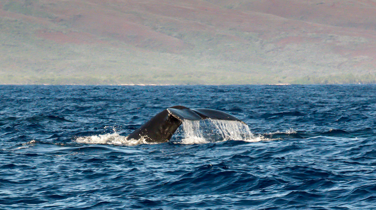 Two Competition group members diving to confront each other underwater