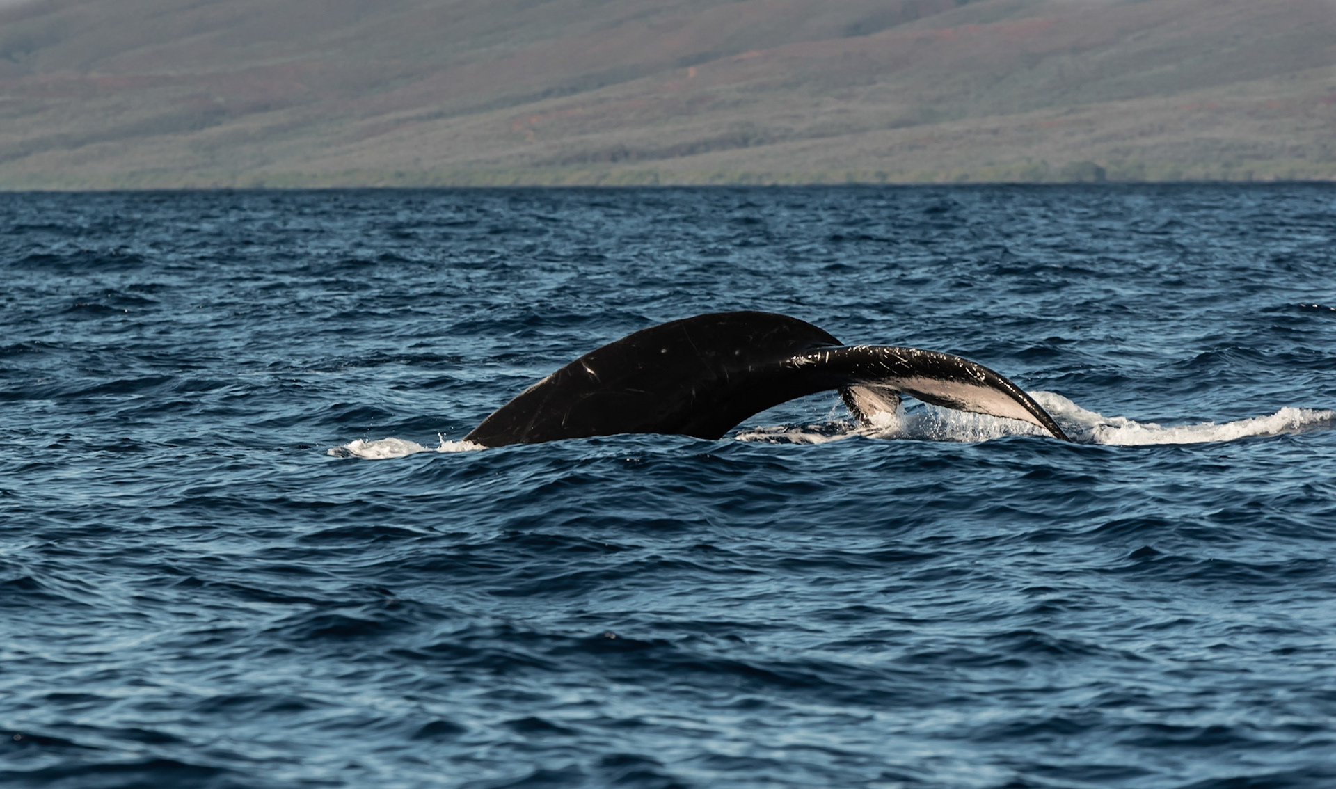 Competition male doing a shallow dive on another male whale