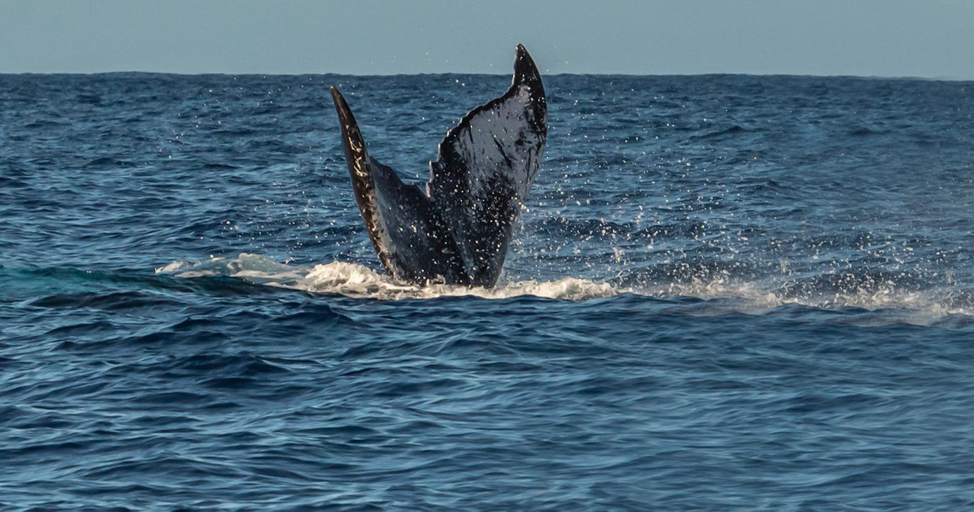 Diving to continue the challenge underwater