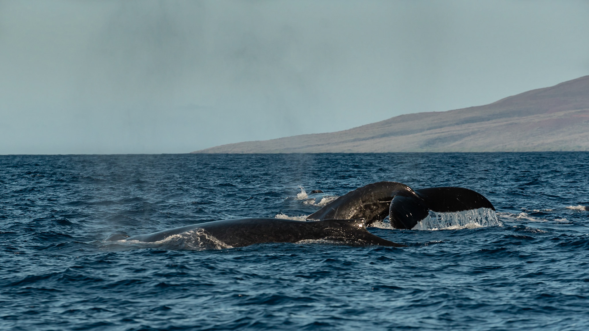 Bumping, diving on one anoither...dominant male in foreground