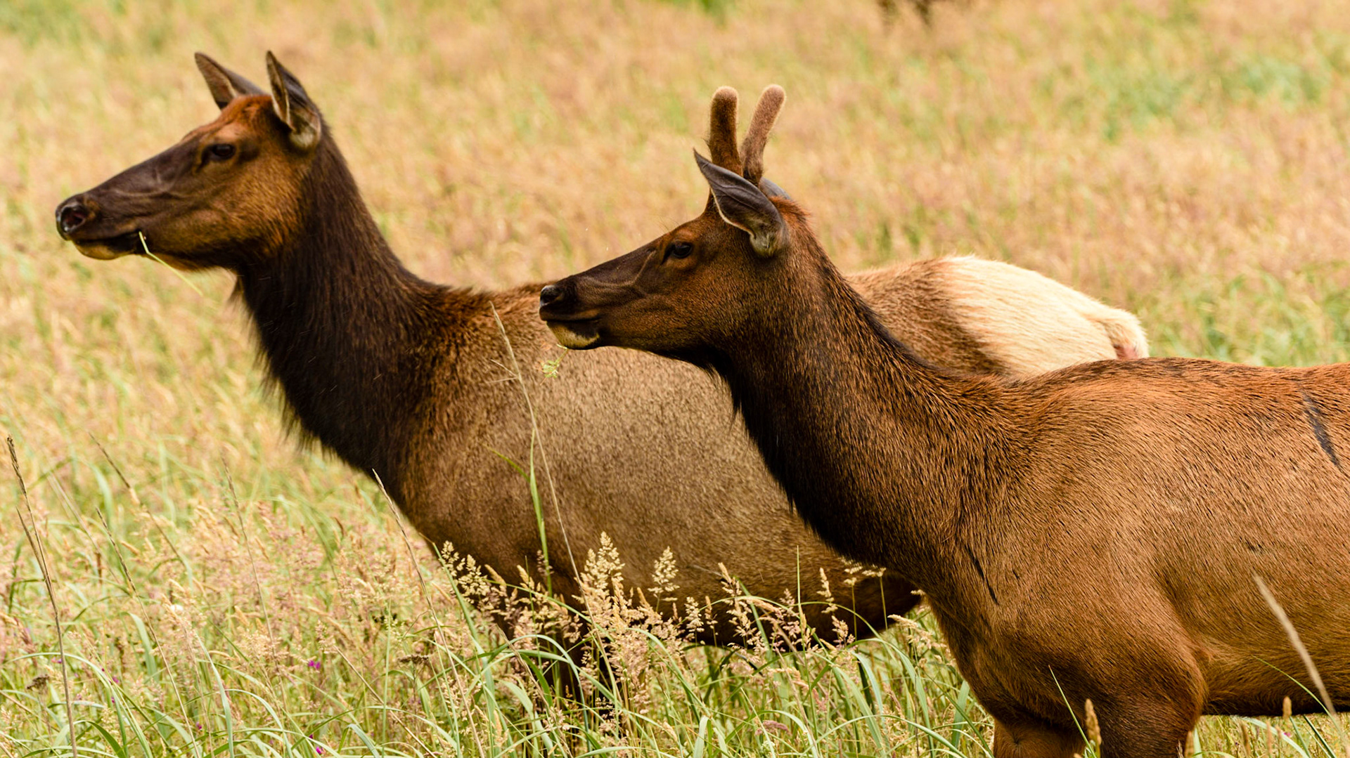 Gearhart Elk Herd Cows