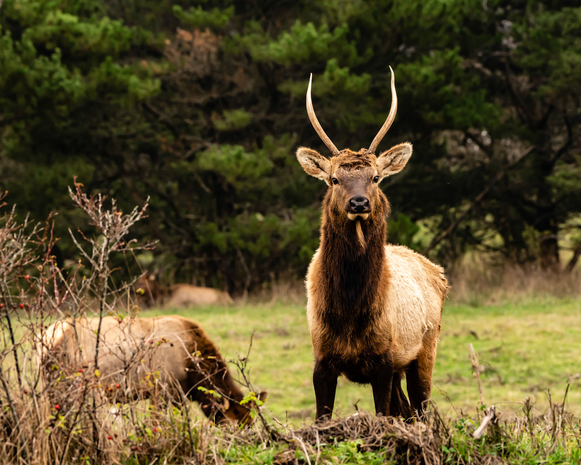 Young Elk Stag Guarding His Harem